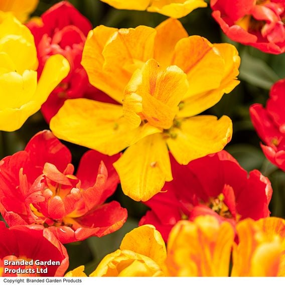 Tulip 'Baby Blend'