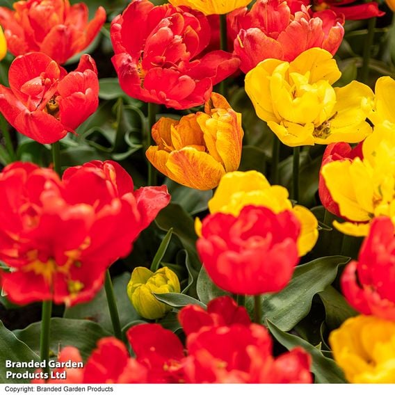 Tulip 'Baby Blend'