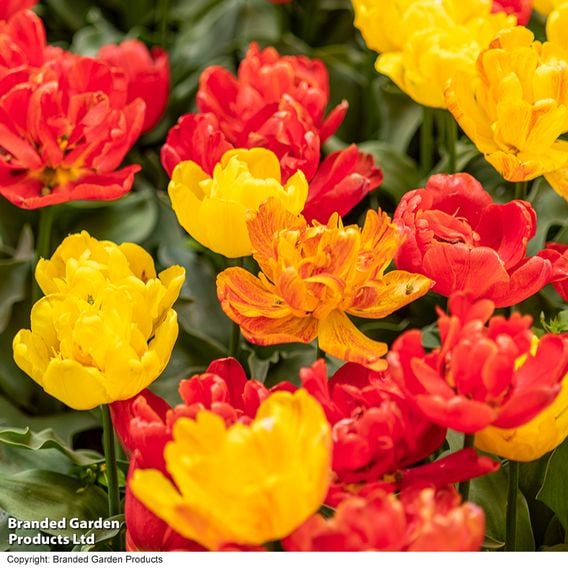 Tulip 'Baby Blend'