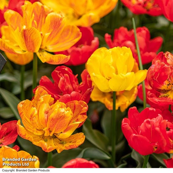 Tulip 'Baby Blend'