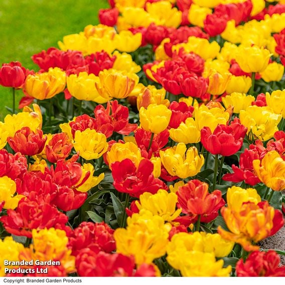 Tulip 'Baby Blend'