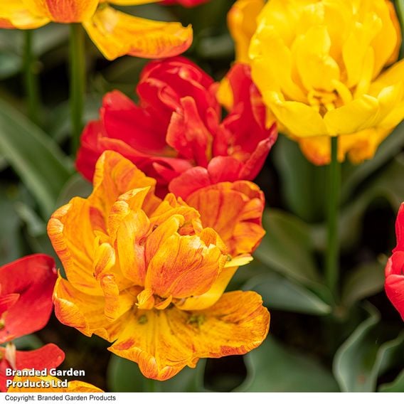 Tulip 'Baby Blend'