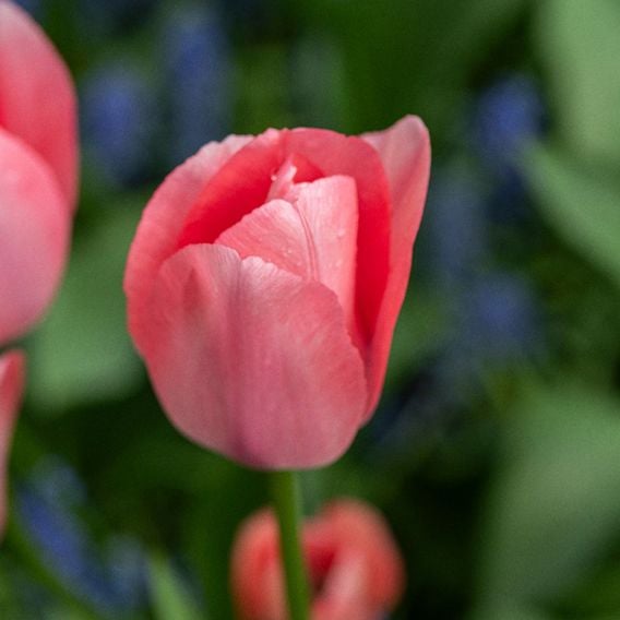 Tulip 'Bella Blush'