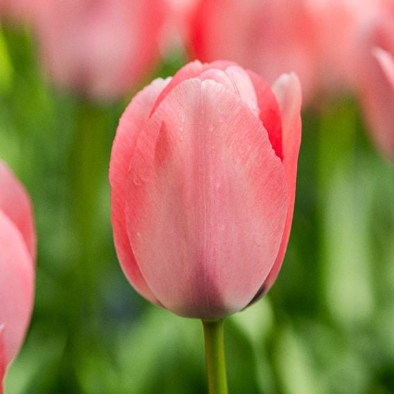 Tulip 'Bella Blush'