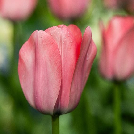 Tulip 'Bella Blush'
