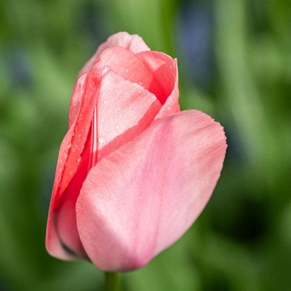 Tulip 'Bella Blush'