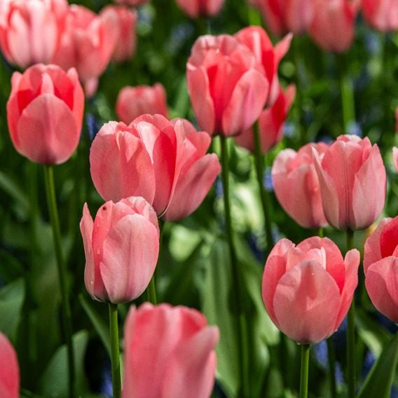 Tulip 'Bella Blush'