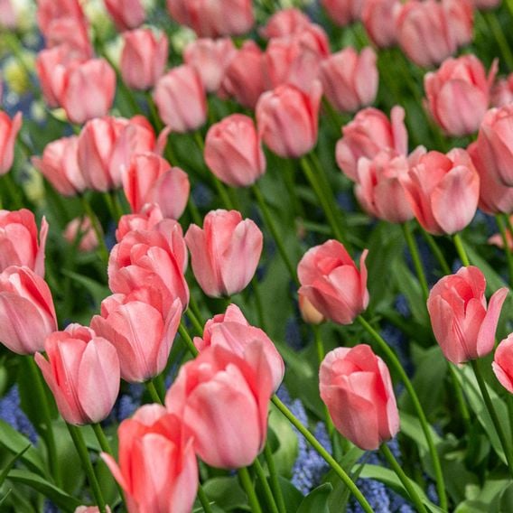 Tulip 'Bella Blush'