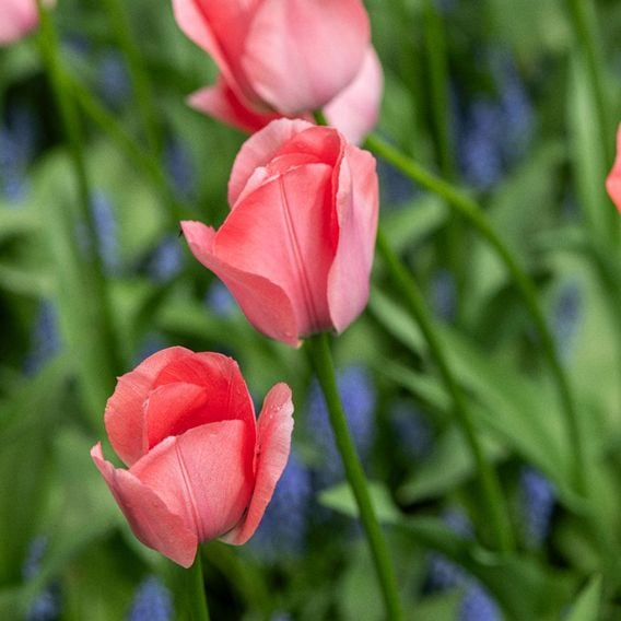 Tulip 'Bella Blush'