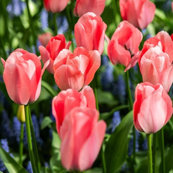Tulip 'Bella Blush'