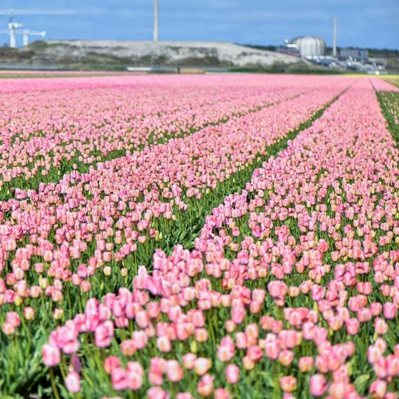Tulip 'Bella Blush'
