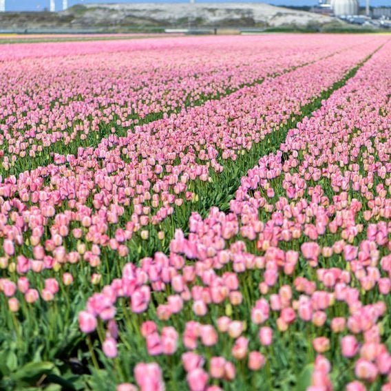 Tulip 'Bella Blush'