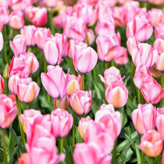 Tulip 'Bella Blush'
