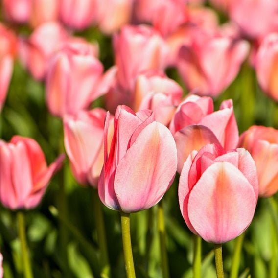 Tulip 'Bella Blush'