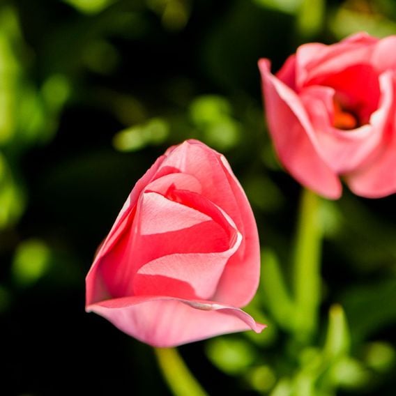 Tulip 'Bella Blush'