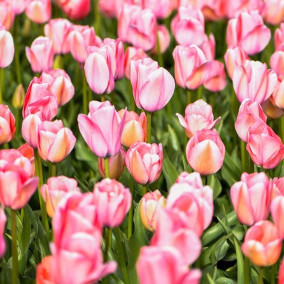 Tulip 'Bella Blush'