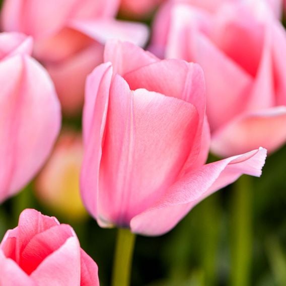 Tulip 'Bella Blush'