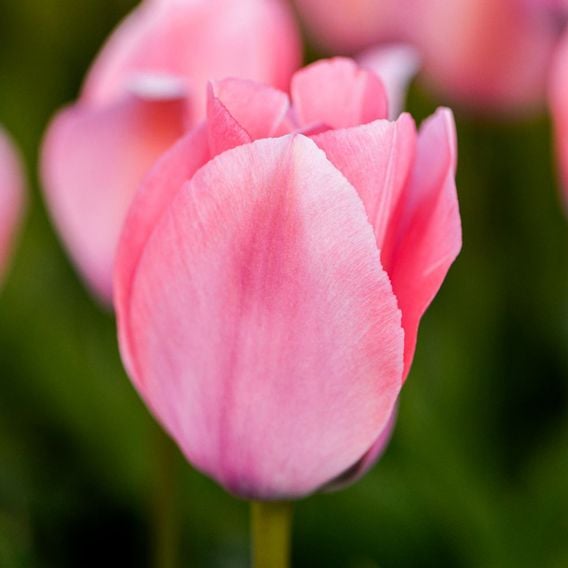 Tulip 'Bella Blush'
