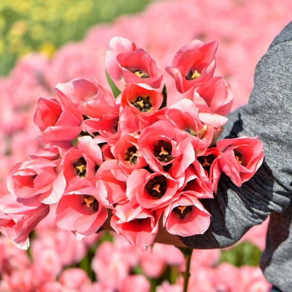Tulip 'Bella Blush'