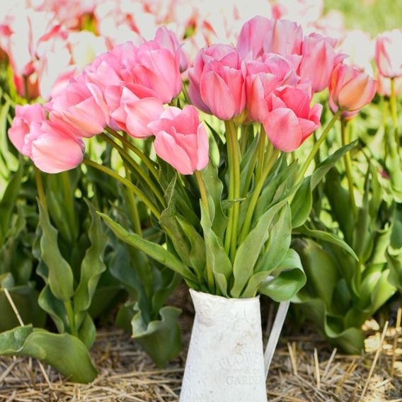 Tulip 'Bella Blush'