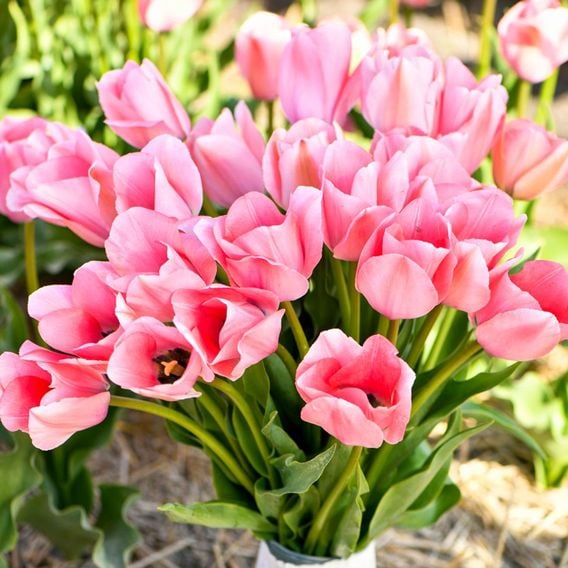 Tulip 'Bella Blush'