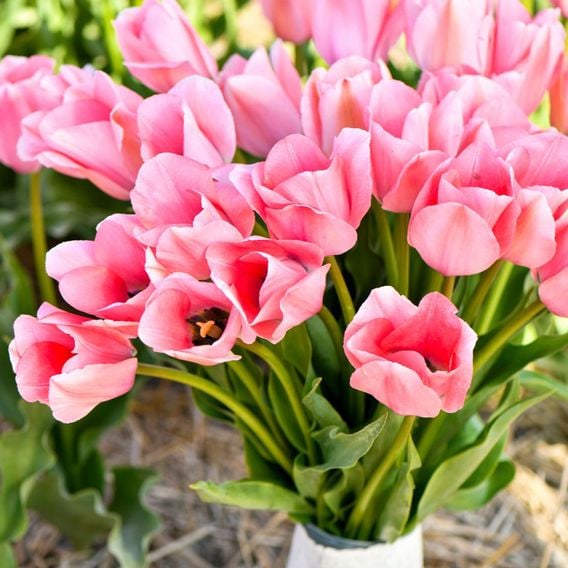 Tulip 'Bella Blush'