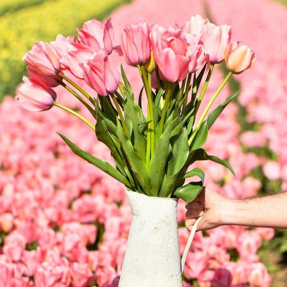Tulip 'Bella Blush'