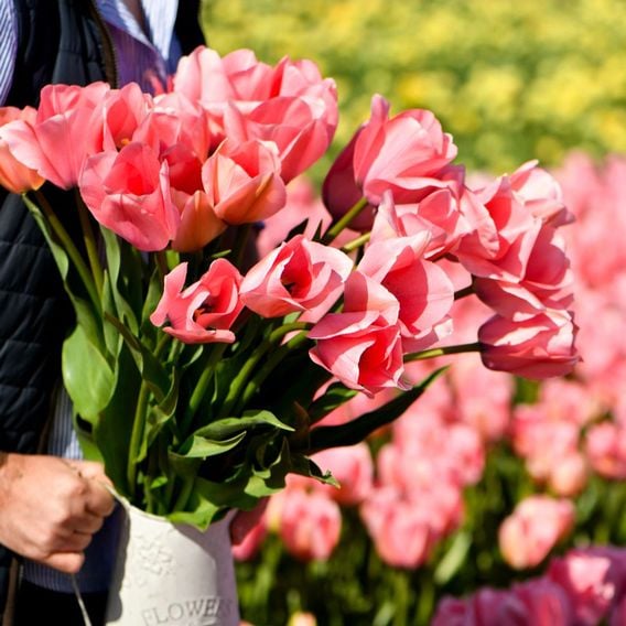 Tulip 'Bella Blush'