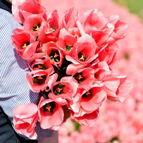 Tulip 'Bella Blush'