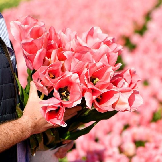 Tulip 'Bella Blush'
