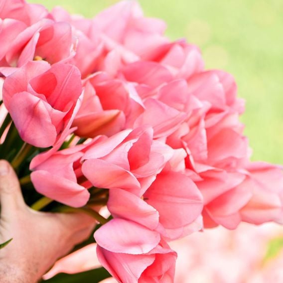 Tulip 'Bella Blush'