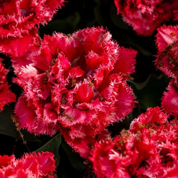 Tulip 'Doubles Collection'
