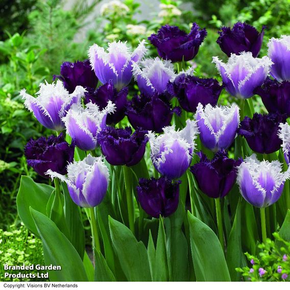 Tulip 'Black Cherry Frost'