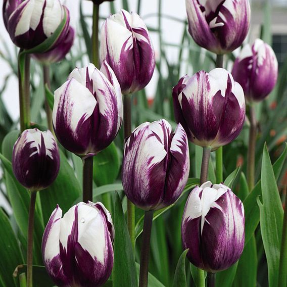 Tulip 'Blueberry Ripple'