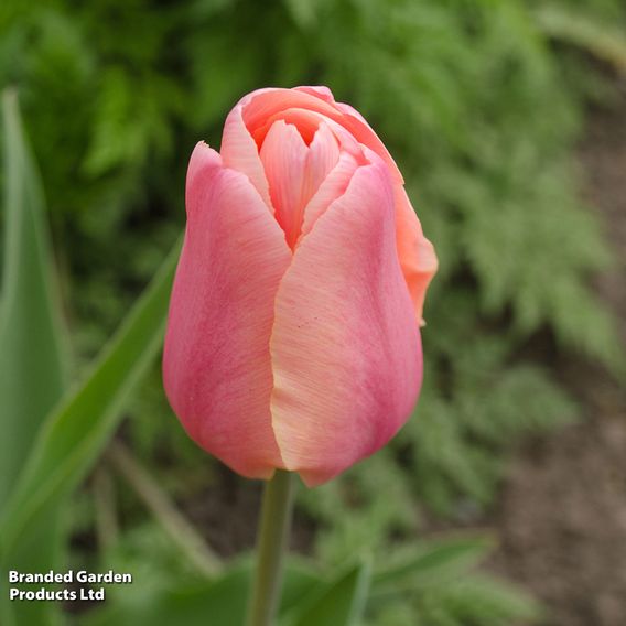 Tulip 'Heart Duo'