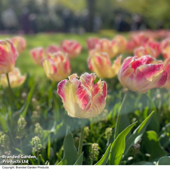 Tulip 'Blushing Parrot'