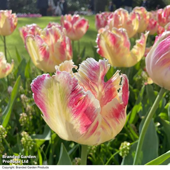 Tulip 'Blushing Parrot'