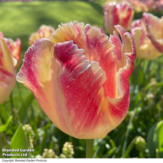 Tulip 'Blushing Parrot'