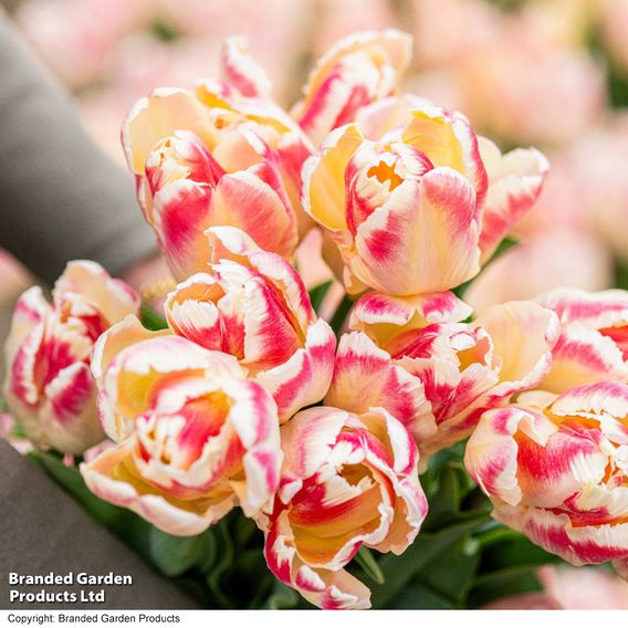 Tulip 'Blushing Parrot'