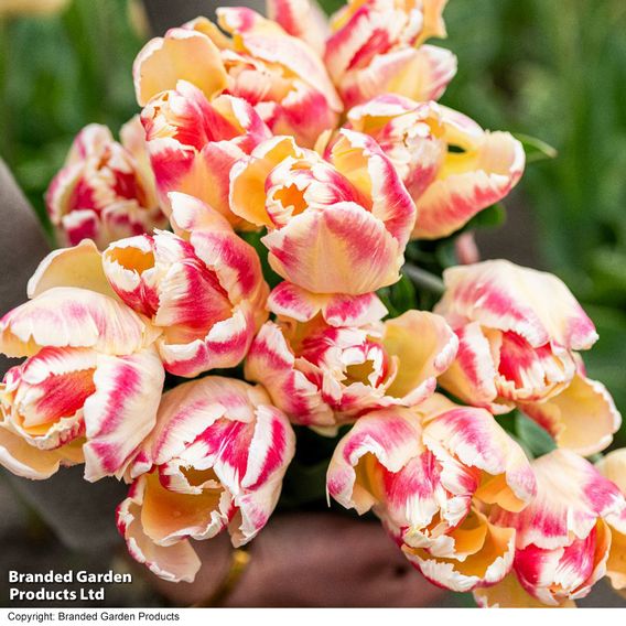 Tulip 'Blushing Parrot'