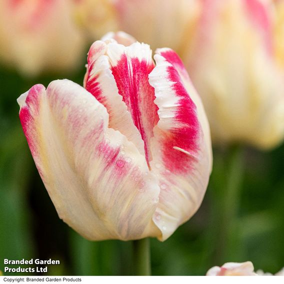 Tulip 'Blushing Parrot'