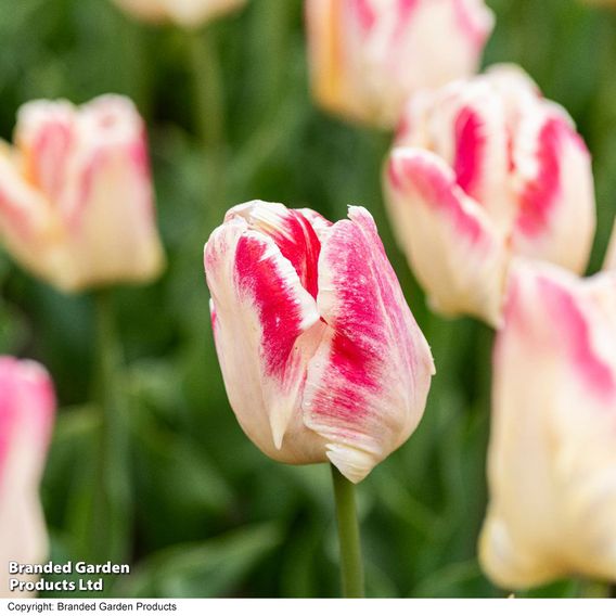 Tulip 'Blushing Parrot'