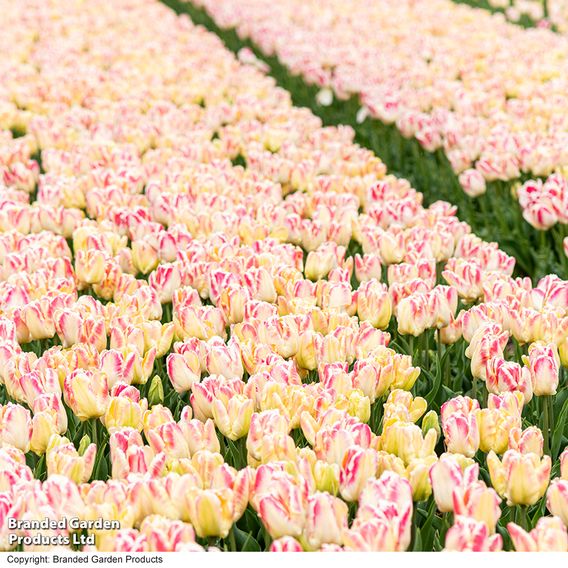 Tulip 'Blushing Parrot'