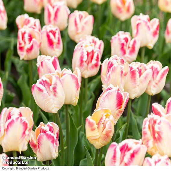 Tulip 'Blushing Parrot'