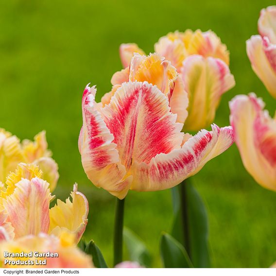 Tulip 'Blushing Parrot'