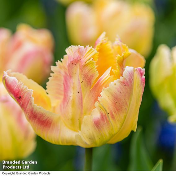 Tulip 'Blushing Parrot'