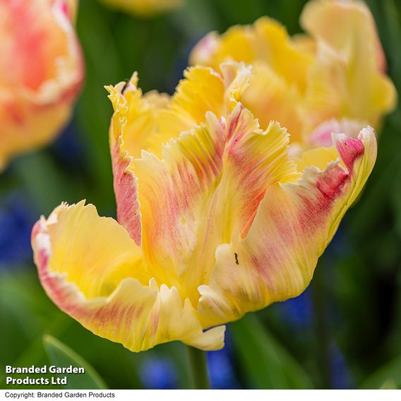 Tulip 'Blushing Parrot'