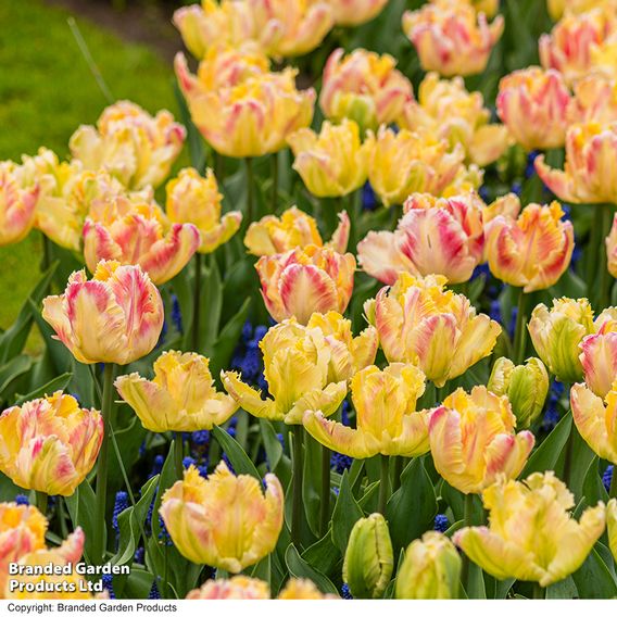 Tulip 'Blushing Parrot'