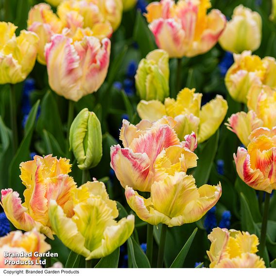 Tulip 'Blushing Parrot'