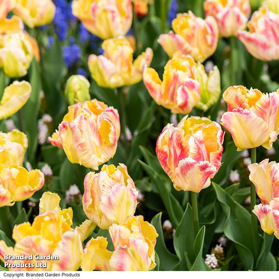 Tulip 'Blushing Parrot'